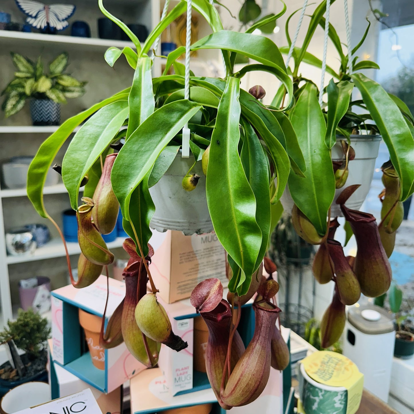 Nepenthes Alata (Tropical Pitcher Plant)