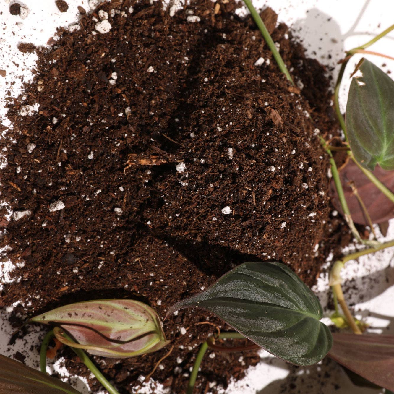 Organic Houseplant Potting Soil