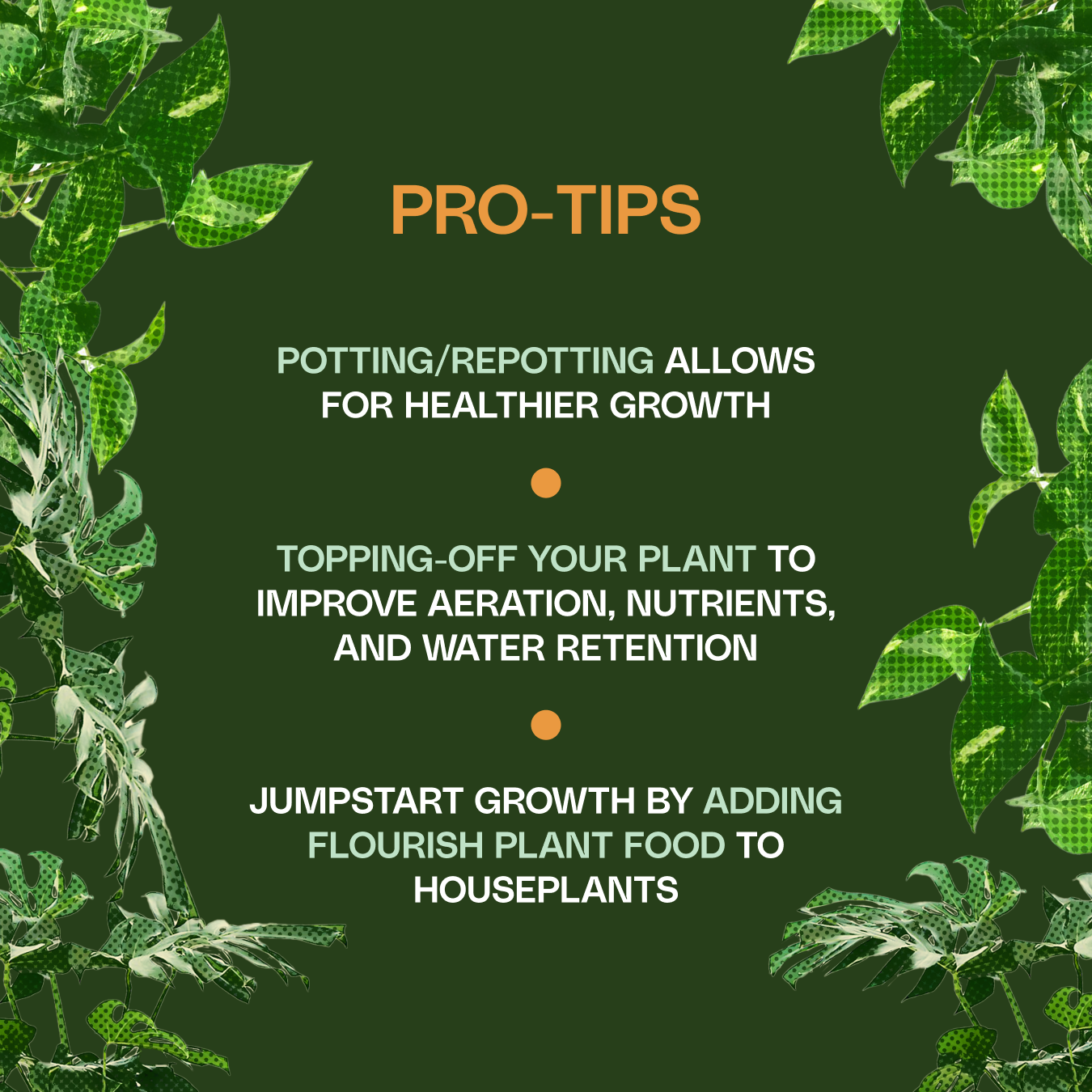 Organic Houseplant Potting Soil